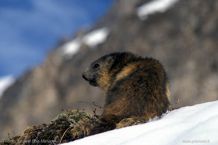 Marmotte en fin d'hibernation 