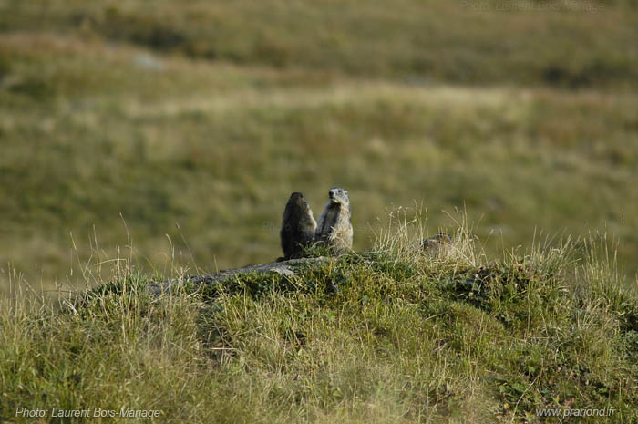 Marmottes vues depuis la terrasse du refuge du Prariond.