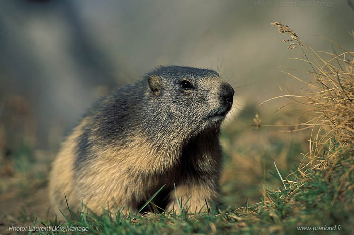 Marmotte en été, on peut l'observer d'avril à octobre, hors période d'hibernation. 